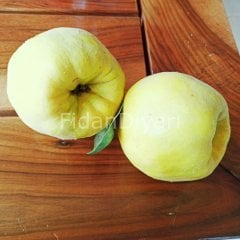 Açık köklü Eşme Ayva fidanı