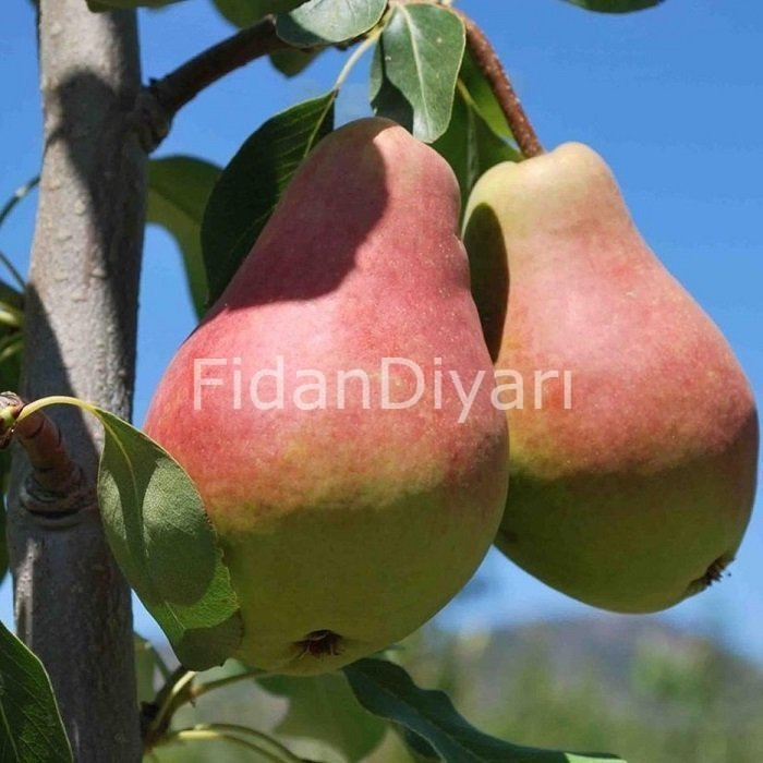 Açık köklü Etruşka Armut Fidanı