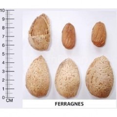 Açık Köklü Yarı Bodur Ferragnes Badem Fidanı