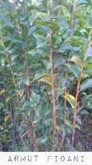 Açık köklü Margarit Marilla Armut Fidanı, 3 Yaş