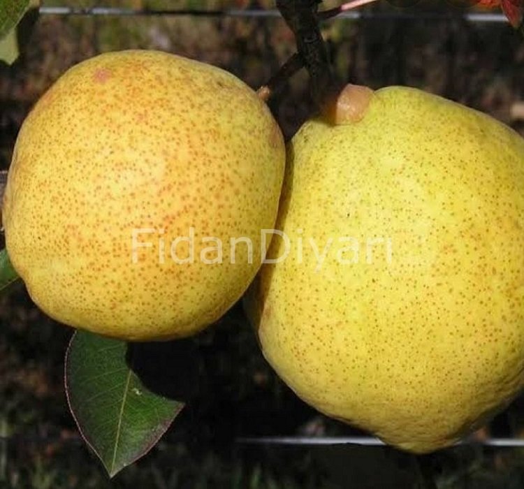 Açık köklü Margarit Marilla Armut Fidanı, 3 Yaş