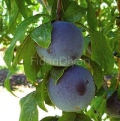 Açık Köklü Katonya Erik Fidanı