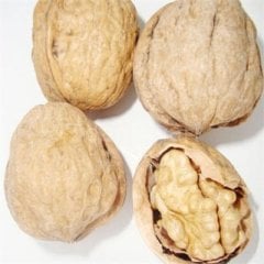 Açık Köklü Franguette Ceviz Fidanı( Chandler Tozlayıcısı)