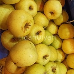 Açık köklü Golden Delicious Elma Fidanı