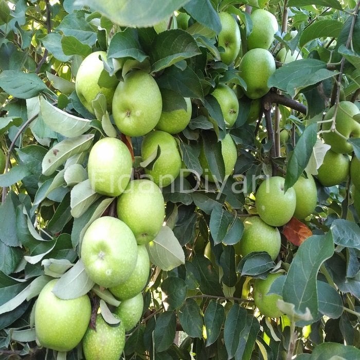 Açık köklü Grany Smith Elma Fidanı
