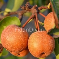 Açık köklü Hosui Asya Armut fidanı(japon armudu)