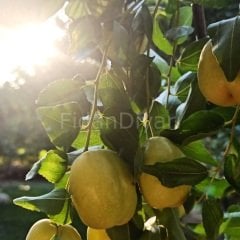 Açık köklü hünnap fidanı (40-70 cm)