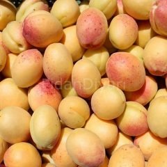 Açık Köklü Iğdır Şalak Kayısı Fidanı