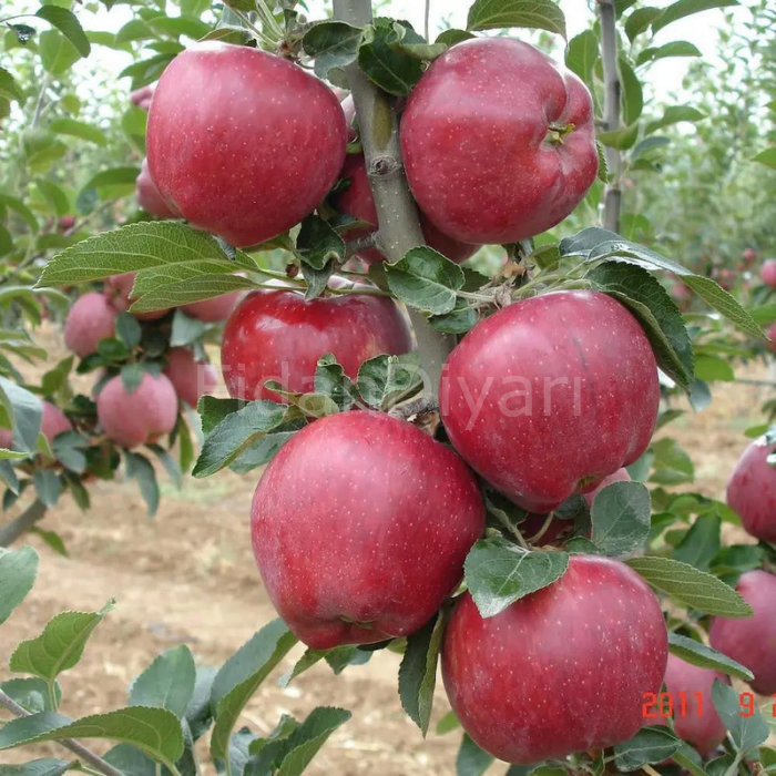 Açık Köklü Starkrımson Delicıous Elma Fidanı