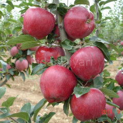 Açık Köklü Starkrımson Delicıous Elma Fidanı