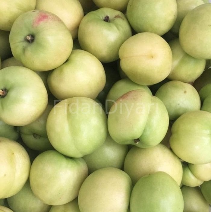 Açık köklü Beyaz Tüysüz Nektarin Fidanı, 3 Yaş