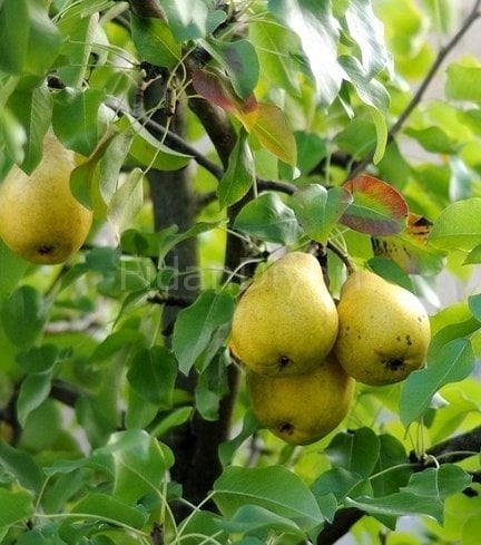 Açık köklü Karahüseyin armut fidanı