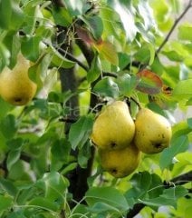 Açık köklü Karahüseyin armut fidanı