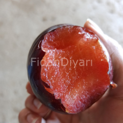 Açık Köklü Black Diamond Erik Fidanı, 3 Yaş