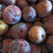 Açık Köklü Black Diamond Erik Fidanı, 3 Yaş