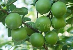 Açık Köklü Tatlı Kebap Erik Fidanı