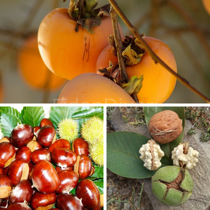 Açık Köklü Kestane+Ceviz+Vişne+Trabzon Hurması Fidanı