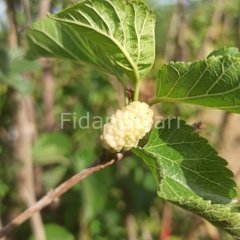 Açık köklü Kurutmalık Beyaz Dut Fidanı