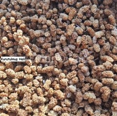 Açık köklü Kurutmalık Beyaz Dut Fidanı