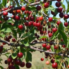 Açık köklü Kütahya Vişne Fidanı