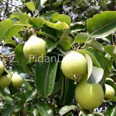 Açık Köklü Limon Armut Fidanı