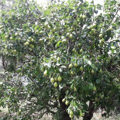 Açık Köklü Limon Armut Fidanı