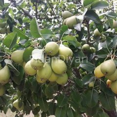 Açık Köklü Limon Armut Fidanı