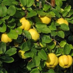 Açık köklü Limon Ayva fidanı