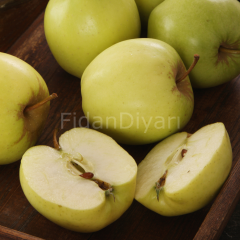 Açık köklü Yeşil Elma Fidanı