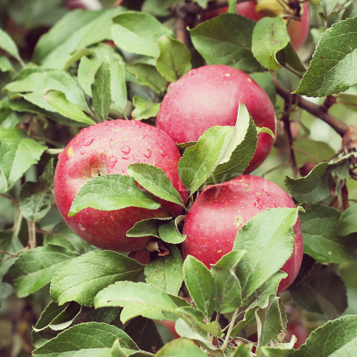 Açık köklü Kırmızı Elma Fidanı