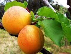 Açık köklü Malatya  Kayısı fidanı