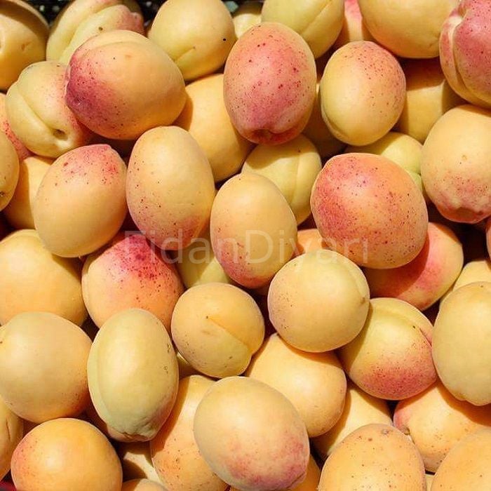 Açık Köklü  Kayısı fidanı