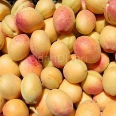 Açık Köklü  Kayısı fidanı