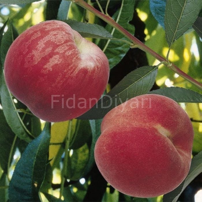 Açık Köklü Şeftali Fidanı