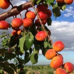 Açık Köklü Erkenci Mogador-Matador Kayısı Fidanı