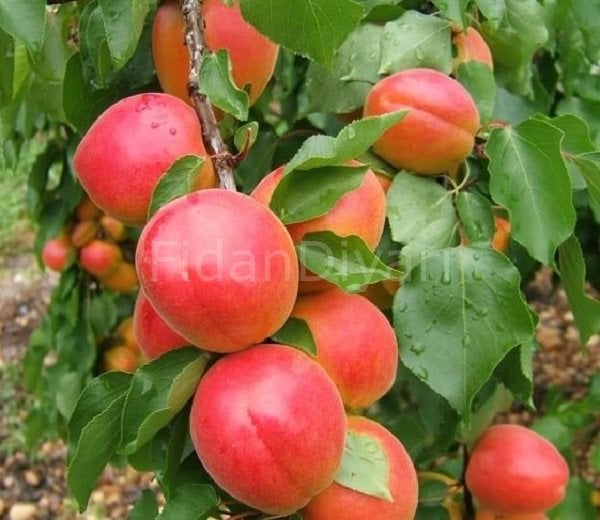 Açık Köklü Erkenci Mogador-Matador Kayısı Fidanı