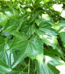 Açık köklü Meyvesiz Çınar yapraklı Dut fidanı