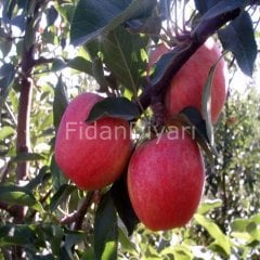 Açık Köklü Mondial Gala Elma Fidanı