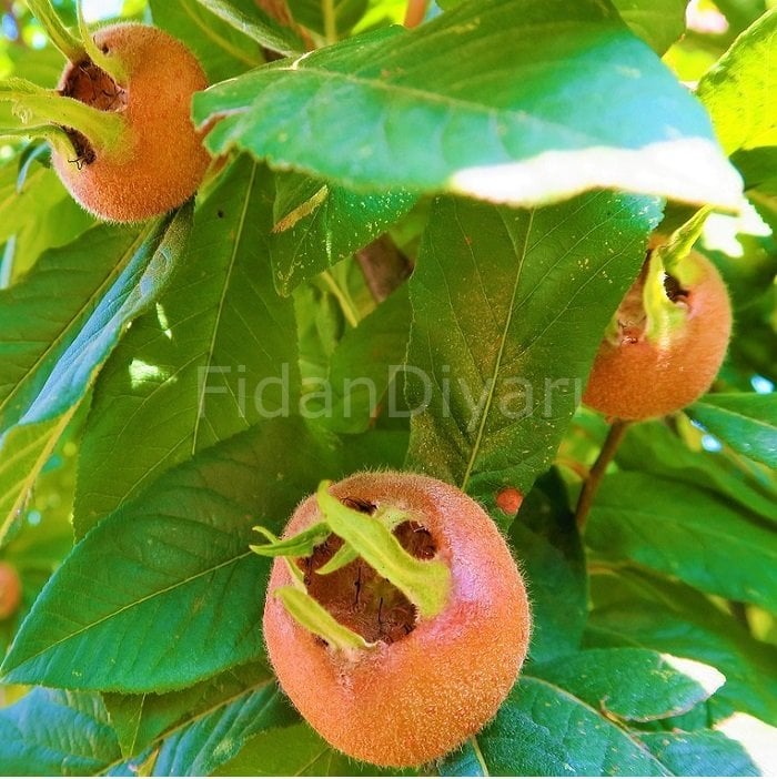 Açık Köklü Muşmula Fidanı