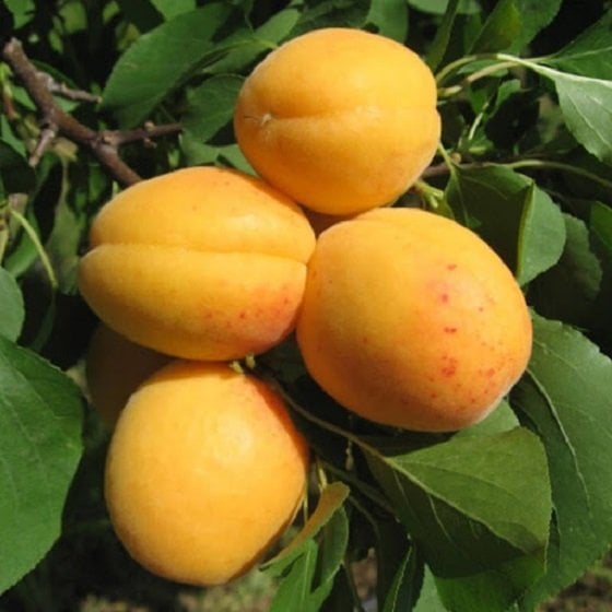 Açık köklü Ninfa kayısı fidanı