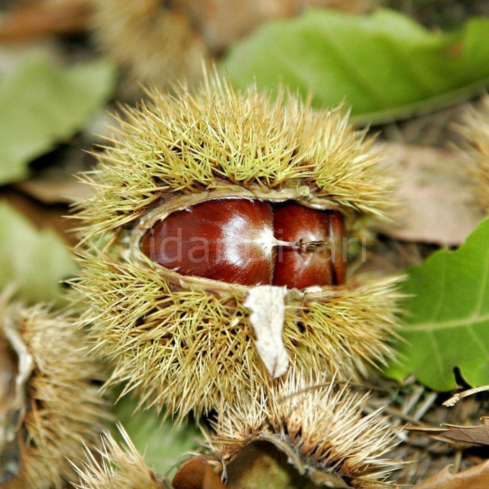 Açık köklü Tahta Cinsi Kestane Fidanı