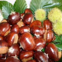 Açık köklü Balıkesir Kestanesi Conkara Kestane Fidanı