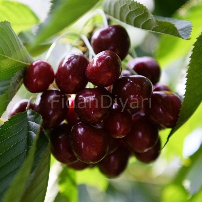 Açık köklü Prunus Avium North Wonder Fidanı (Klasik anaç)