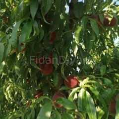 Açık Köklü Royal Glory Şeftali Fidanı