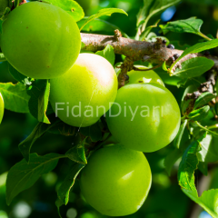 Açık köklü Papaz Erik Fidanı