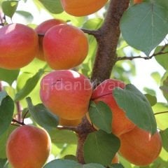 Açık köklü Perfect Red-Perfection  Kayısı fidanı