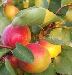 Açık köklü Perfect Red-Perfection  Kayısı fidanı