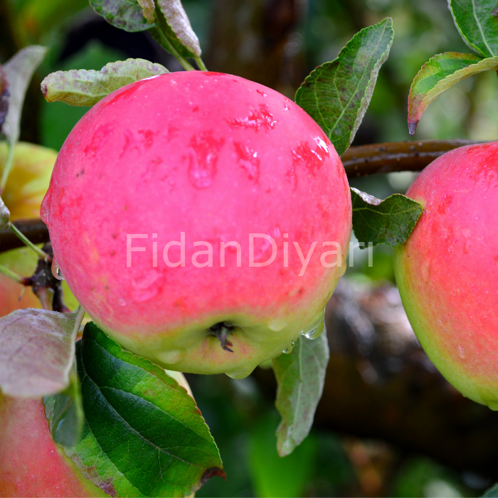 Açık Köklü Pink Lady Elma Fidanı
