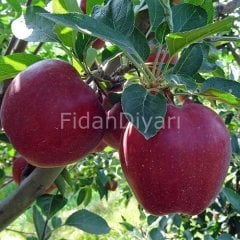 Acık köklü Red Chief Elma Fidanı