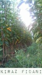 Açık köklü Regina Kiraz Fidanı